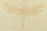 Huge, Fossil Dragonfly (Aeschnogomphus) - Solnhofen Limestone #240228-1